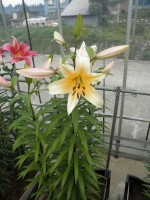 [1738 Avocado No02.JPG]